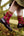 Argyle Pattern Cashmere Bed Socks, Caramel